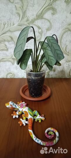 Ктенанта амагрис