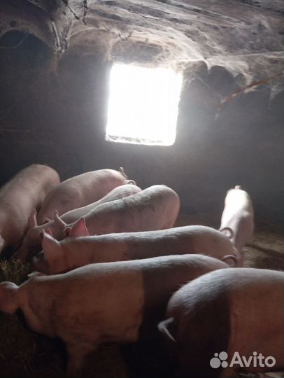 Поросенок ландрас