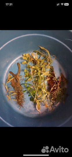 Аквариумное растение