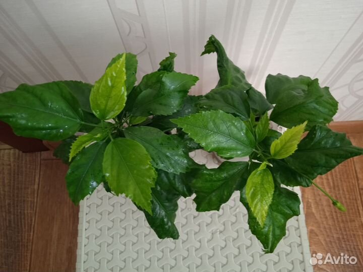 Гибискус Шизопеталус