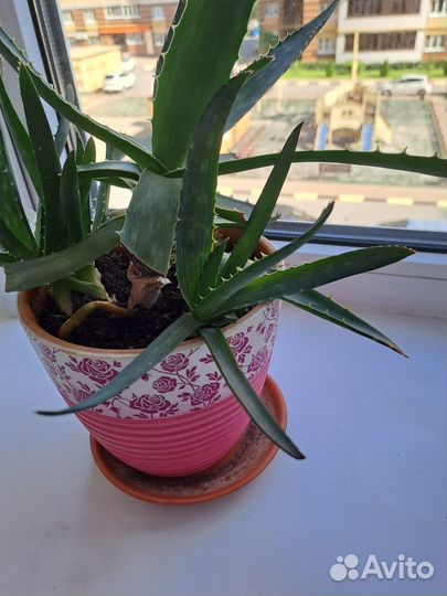 Алоэ отростки