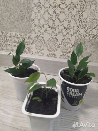 Фикус бенджамина, фикус Наташа