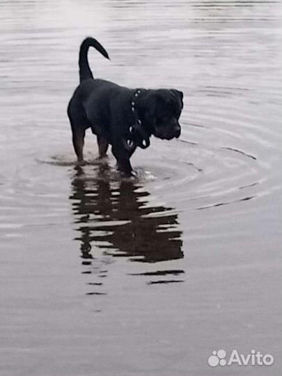 Ротвейлер вязка