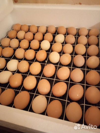 Инкубационное яицо