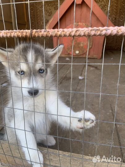 Щенки хаски