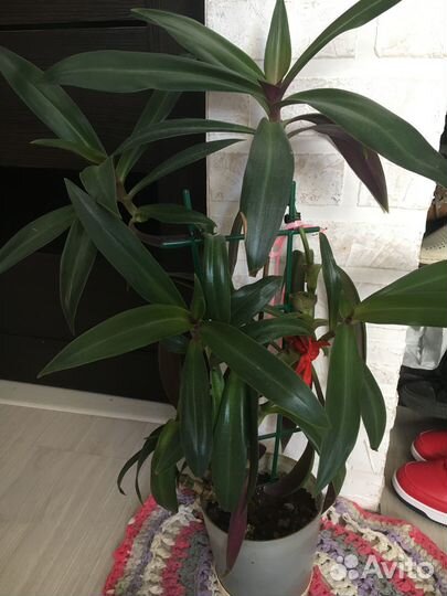 Комнатные цветы