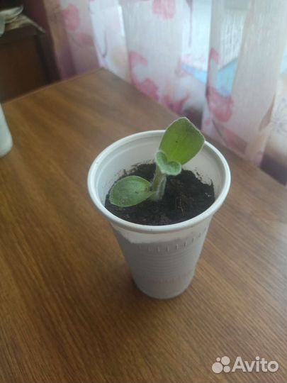 Традесканция силламонтана