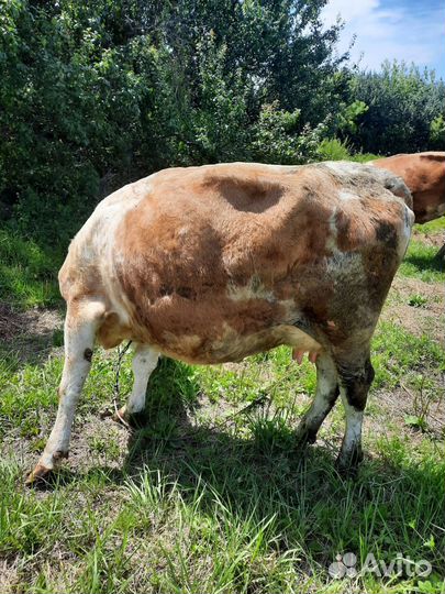 Корова дойная