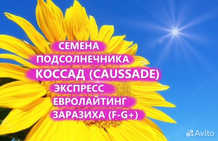 Семена подсолнечника Коссад (Сaussade), Донецк