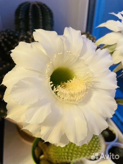 Детки и взрослые кактусы Эхинопсис