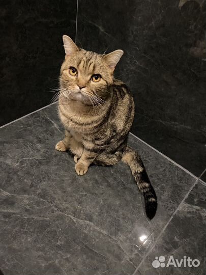 Кот в добрые руки