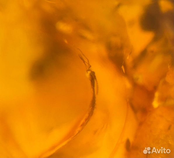 3 Инклюза - Небольшие комары, мошки / Окаменелости