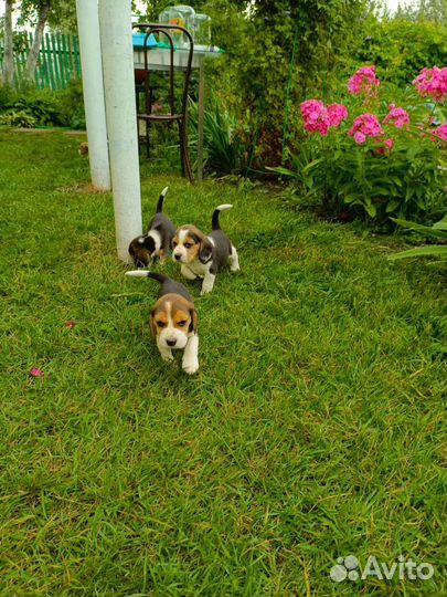 Щенки бигль