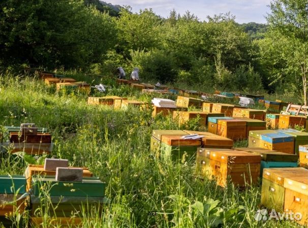 Мед 24 года Алтайский опт