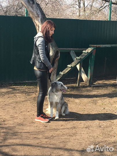 Вязка бордер колли
