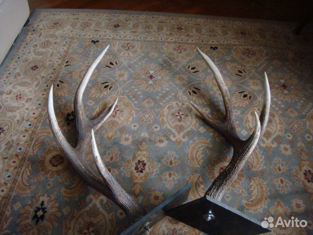 Рога оленя
