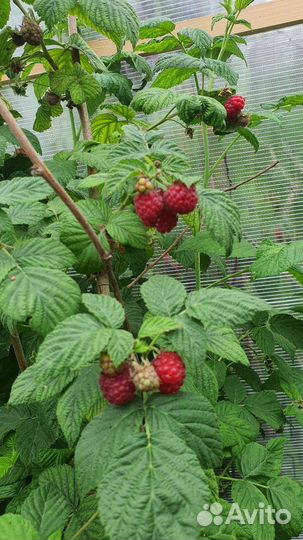 Саженцы малины