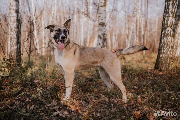 Собака в добрые руки