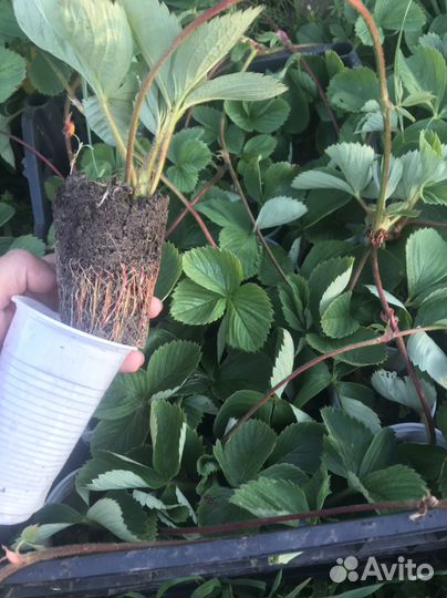 Рассада клубники