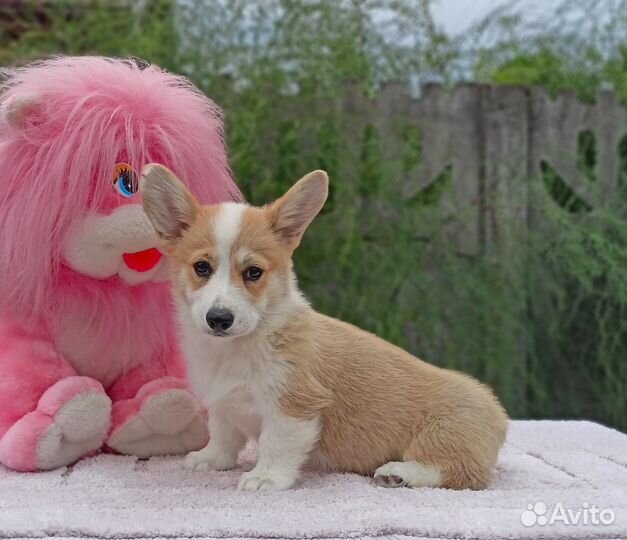 Вельш корги пемброк