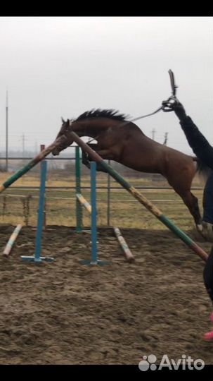 Жеребцы на случку