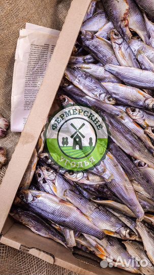 Рыба северная Язь Щука Щекур Мохтик Лещ Сырок