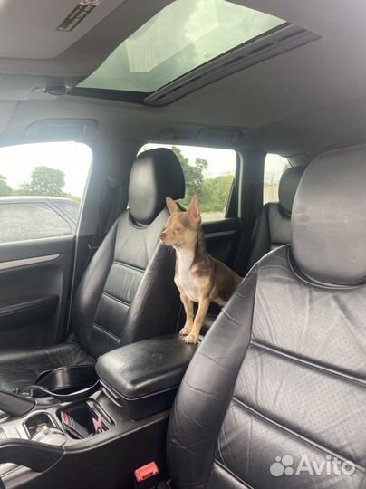 Вязка чихуахуа мальчик