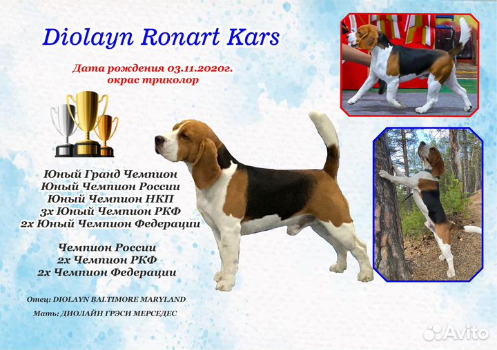 Титулованный кобель для вязок бигль