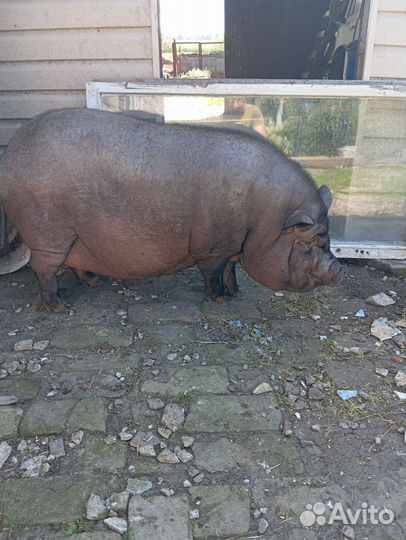 Вьетнамский вислобрюхая свинья