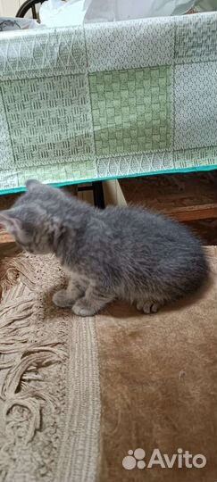 Котенок мальчик бесплатно