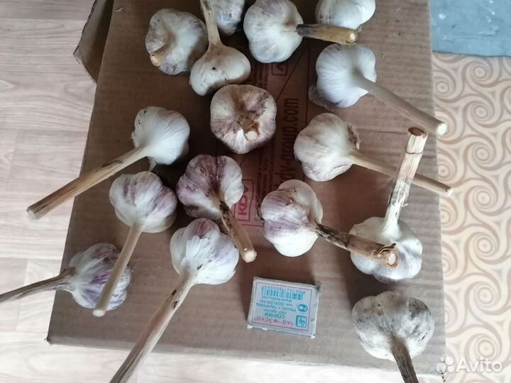 Озимый чеснок