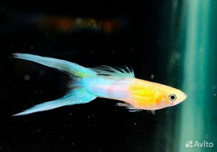 Гуппи Эндлера Голубое Золото (Самец+Самка)