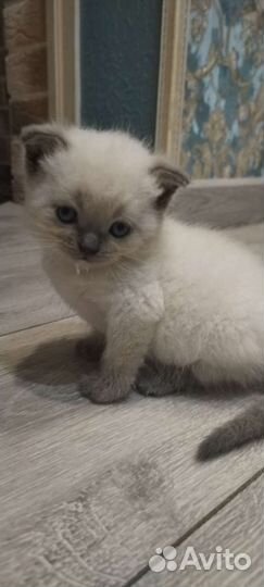Котятки шотландцы