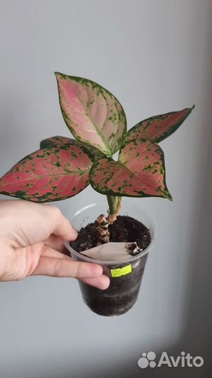 Сортовые аглаонемы 3 сорта (красные, розовые)