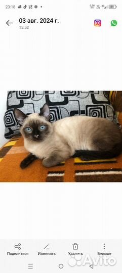 Кошка