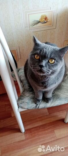 Породистый британец кот