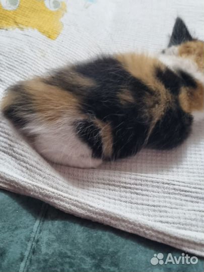 Котенок девочка в добрые руки