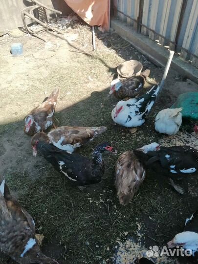 Мускусные утки