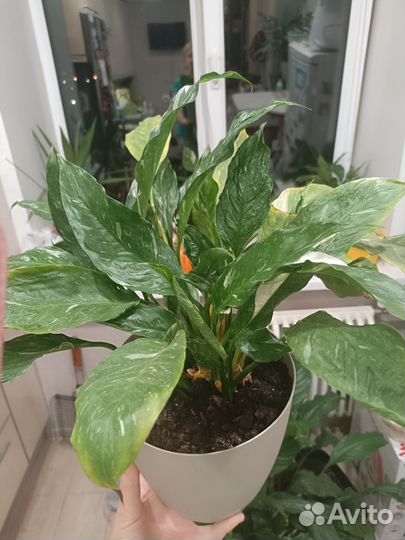 Спатифиллум gemini