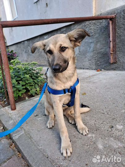 Девочка в добрые руки