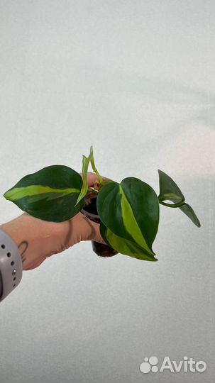 Фикус/филодендрон/сциндапсус/сингониум