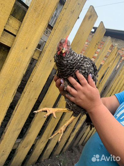 Молодые петушки