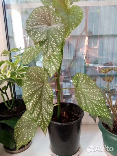 Бегония декоративно лиственная