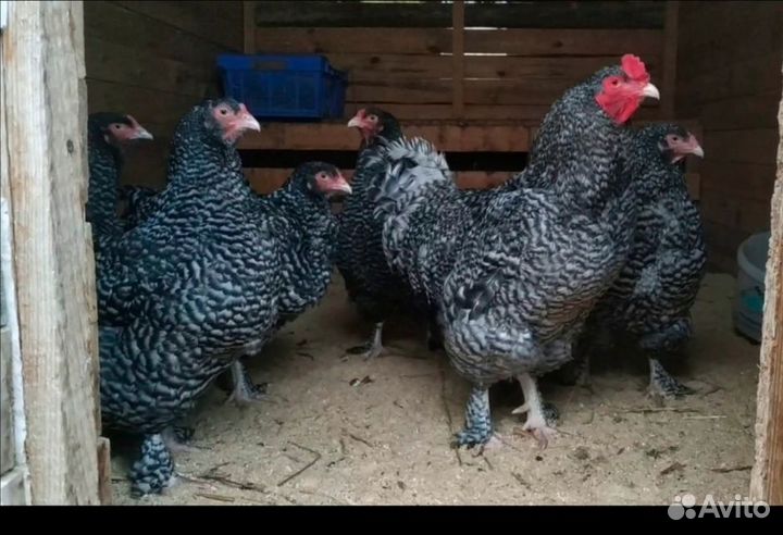 Мехеленская кукушка