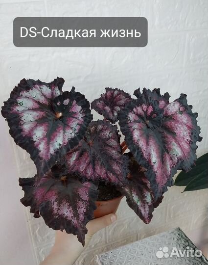 Декоративнолиственные бегонии