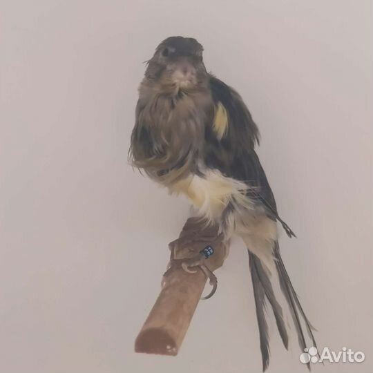 Кенара и канарейки