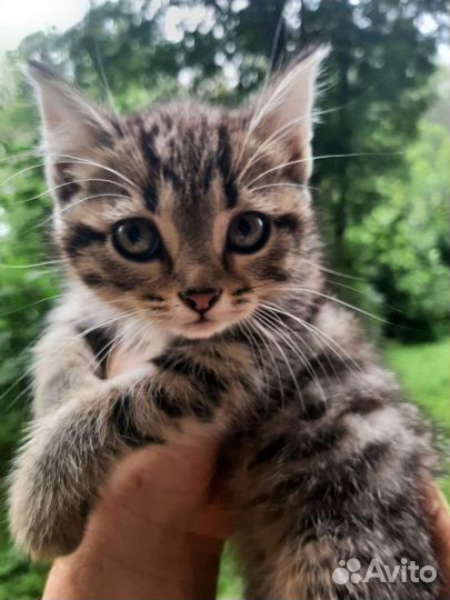 Котята в дар