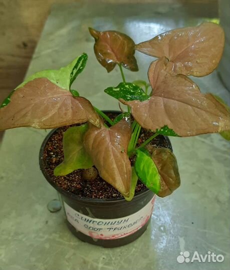 Сингониум ред спот триколор