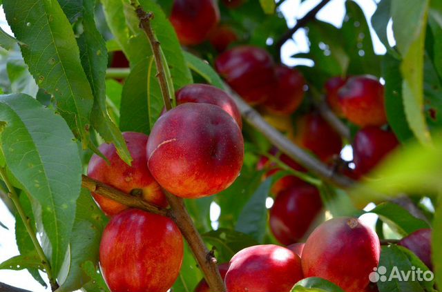 Саженцы нектарина купить в Волгограде | Товары для дома и дачи | Авито