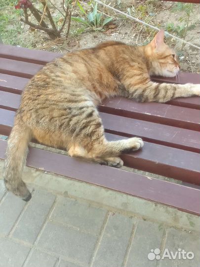 Кошка милкса